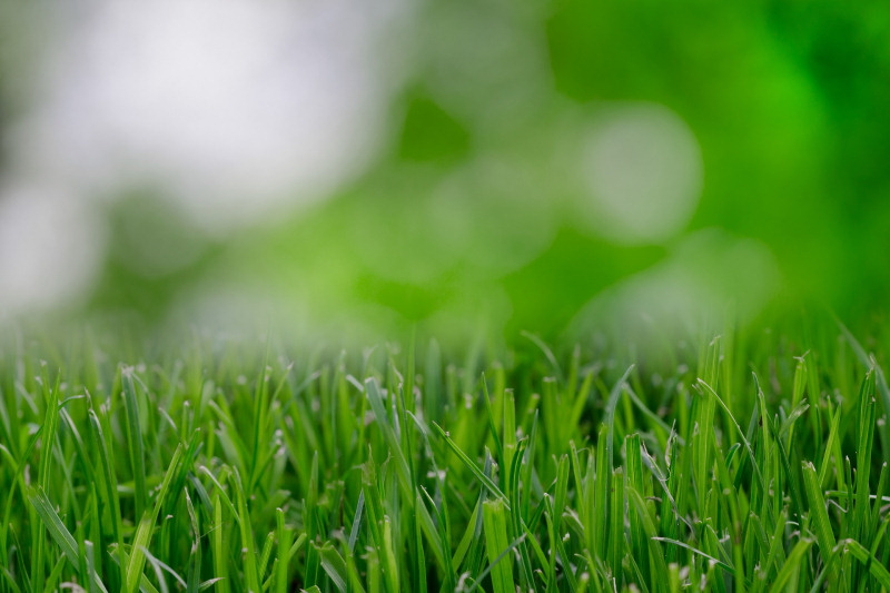 学校や公園のグラウンド芝生化を推奨します 環境めぐり
